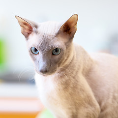 Image showing Hairless Cat