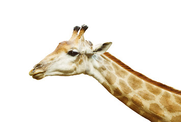 Image showing Giraffe Head