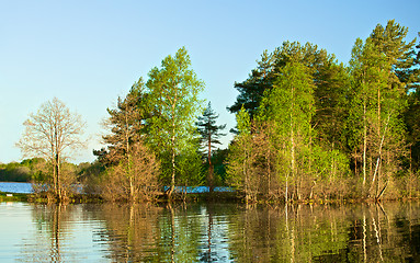 Image showing Forest on a Lake