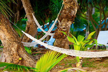 Image showing Hammocks on Resort