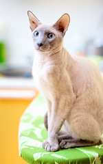 Image showing Hairless Cat