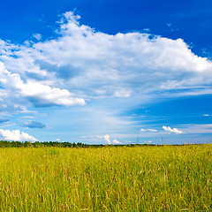 Image showing summer field