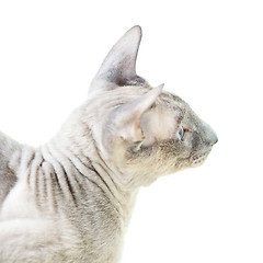 Image showing Hairless Cat