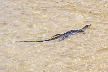 Image showing wild young water monitor