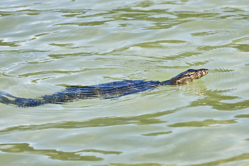 Image showing wild young water monitor