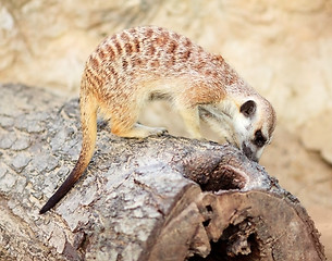 Image showing Meerkat