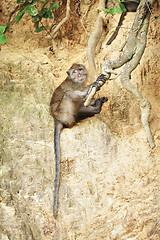 Image showing Macaque Monkey