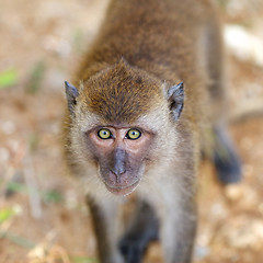 Image showing Macaque Monkey