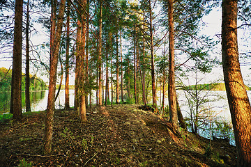 Image showing Pine Forest