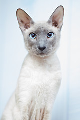 Image showing Hairless Cat