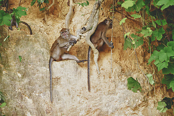 Image showing Macaque Monkey