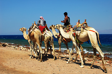 Image showing Camel riders on the Red Sea beach