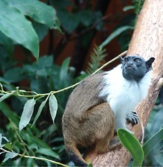 Image showing MONKEY