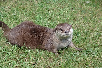 Image showing otter