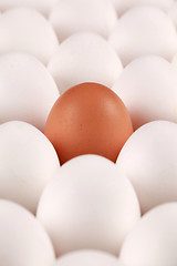 Image showing Lonesome egg