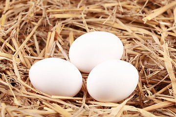 Image showing Eggs in straw