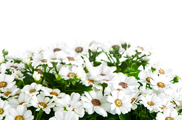 Image showing Beautiful Chrysanthemum flowers 