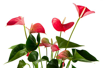 Image showing Beautiful Anthedesia anthurium