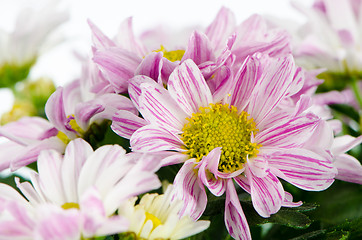 Image showing Beautiful Chrysanthemum flowers 