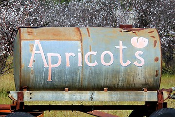 Image showing Apricots