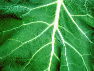 Image showing Macro photo of leaf 