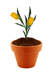 Image showing flower in clay pot 