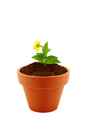 Image showing flower in clay pot 