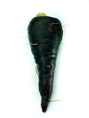 Image showing fresh black carrots