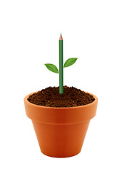 Image showing Young plant in clay pot