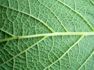 Image showing Macro photo of leaf 