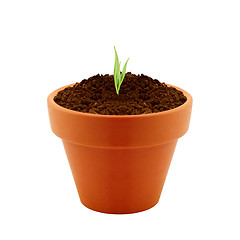 Image showing Young plant in clay pot
