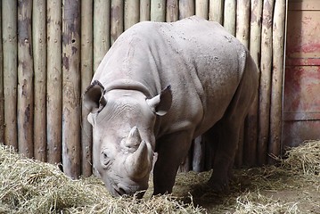 Image showing rhino  up close