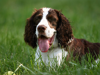 Image showing Happy dog