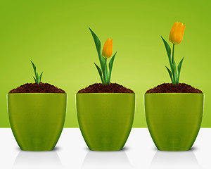 Image showing Yellow Tulips