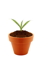 Image showing Young plant in clay pot