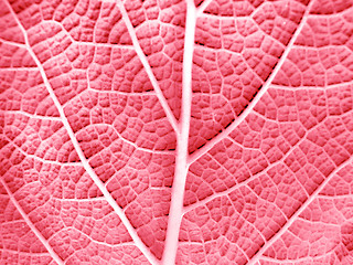 Image showing Leaf of a plant