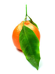 Image showing Fresh orange