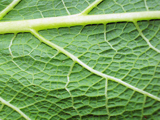 Image showing Macro photo of leaf 