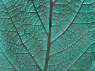 Image showing Leaf of a plant