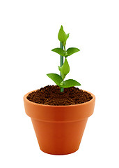 Image showing Young plant in clay pot