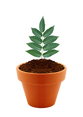 Image showing Young plant in clay pot