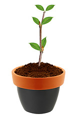 Image showing Young plant in clay pot