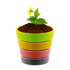 Image showing flower in clay pot 