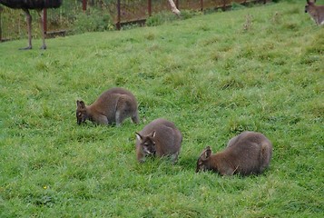 Image showing three wallabies feeding