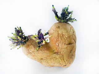 Image showing potato sprouts