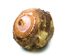 Image showing Taro Root Vegetable