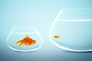 Image showing Big and small goldfish 