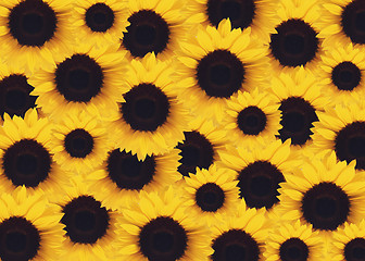 Image showing yellow Sunflower