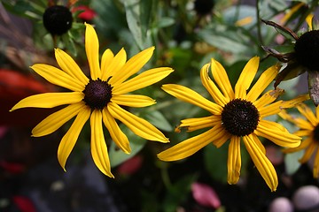 Image showing autumn flowers