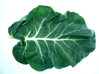 Image showing Leaf of a broccoli 